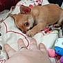 dog, puppy, chihuahua, bed, blanket, hand, ring, fingers, toy, plush_toy, indoor, pet, chewing, playful, closeup, cute, brown_coat, pillow, striped_rug, bedding