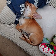 Moka participe au concours pour gagner de l'argent avec cette photo : animal, blanket, chihuahua, collar, comfort, cozy, cushion, cute, dog, fur, home, indoor, paw, pet, relaxed, resting, sleeping, small_dog, tan, toy
