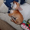 animal, blanket, chihuahua, collar, comfort, cozy, cushion, cute, dog, fur, home, indoor, paw, pet, relaxed, resting, sleeping, small_dog, tan, toy