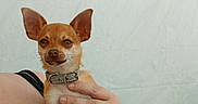 Moka participe au concours pour gagner de l'argent avec cette photo : animal, black_clothing, casual, chihuahua, close_up, collar, companion, cute, dog, ears, furry, hand, holding, indoor, light_background, person, pet, portrait, resting, small_dog