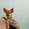 animal, black_clothing, casual, chihuahua, close_up, collar, companion, cute, dog, ears, furry, hand, holding, indoor, light_background, person, pet, portrait, resting, small_dog
