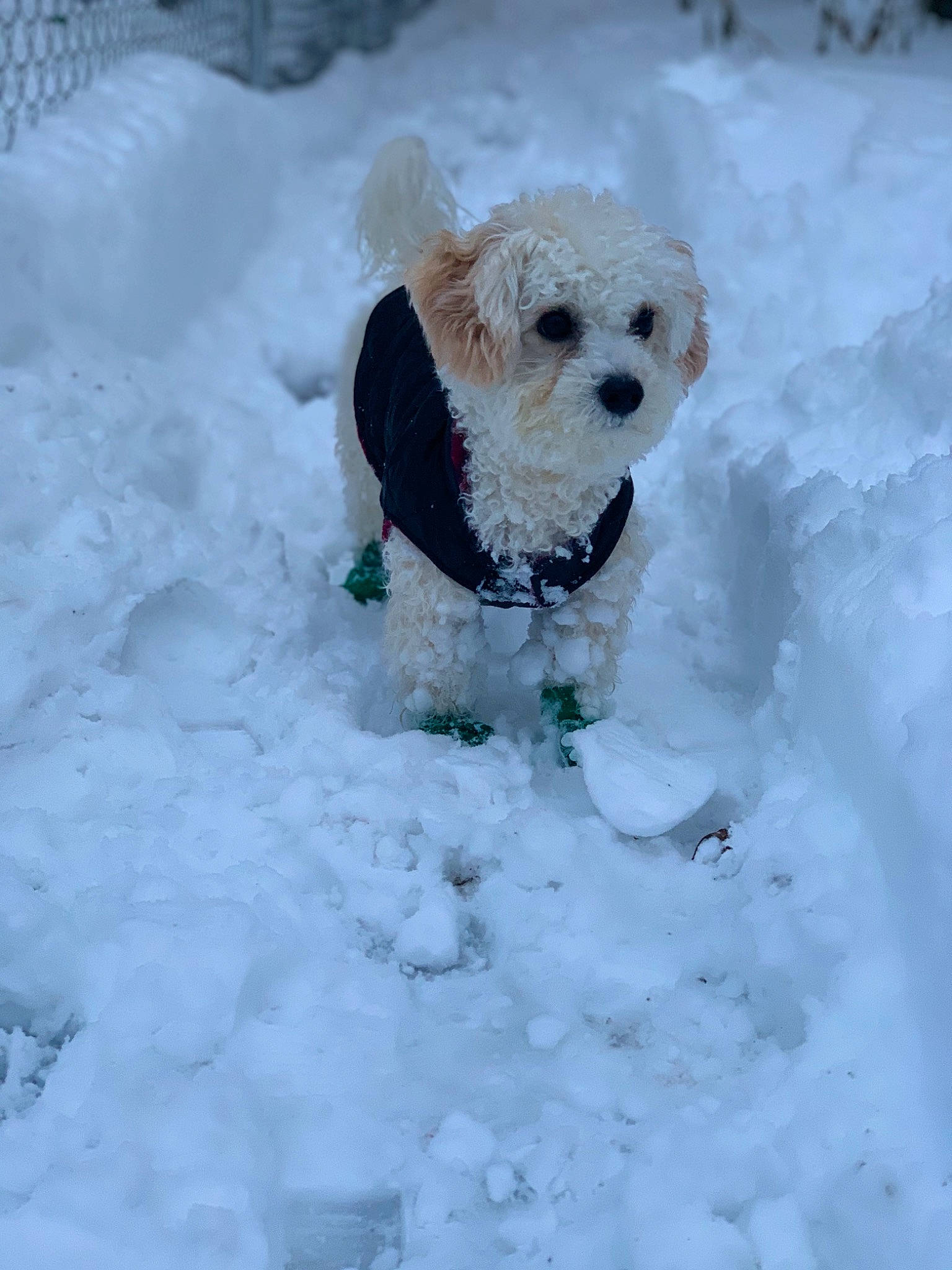 Jonah joined the competition — help win amazing prizes! bichon, bichon_frise, canidae, carnivore, cavachon, cockapoo, companion_dog, dog, dog_breed, havanese, lagotto_romagnolo, maltepoo, maltese, mammal, non_sporting_group, puppy, snow, sporting_group, toy_dog, winter