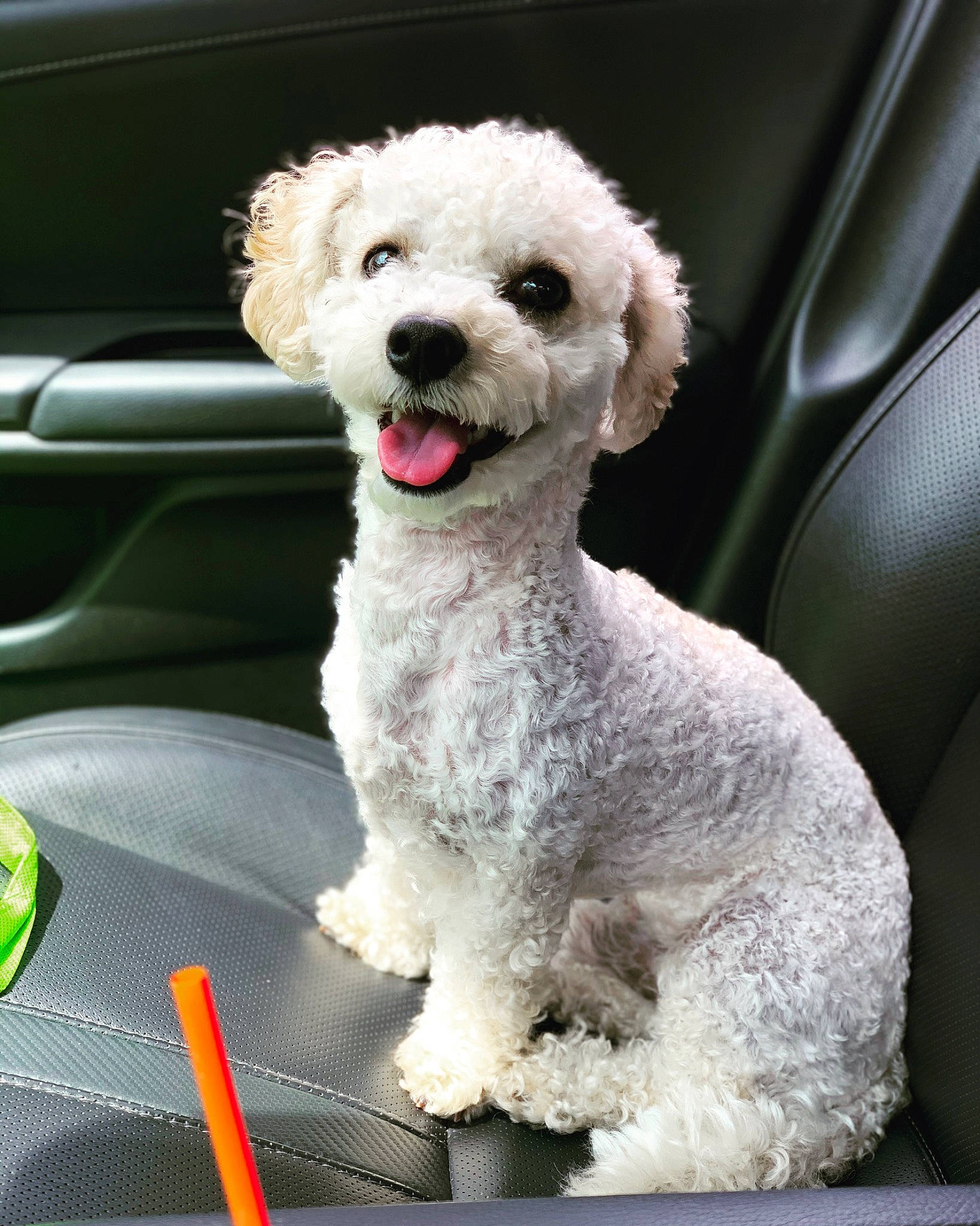 Jonah is registered to the contest to win money with this photo: bichon, bichon_frise, canidae, carnivore, companion_dog, dog, dog_breed, havanese, maltepoo, maltese, mammal, miniature_poodle, non_sporting_group, poodle_crossbreed, puppy, rare_breed_dog, sunglasses, toy_dog, toy_poodle, vertebrate