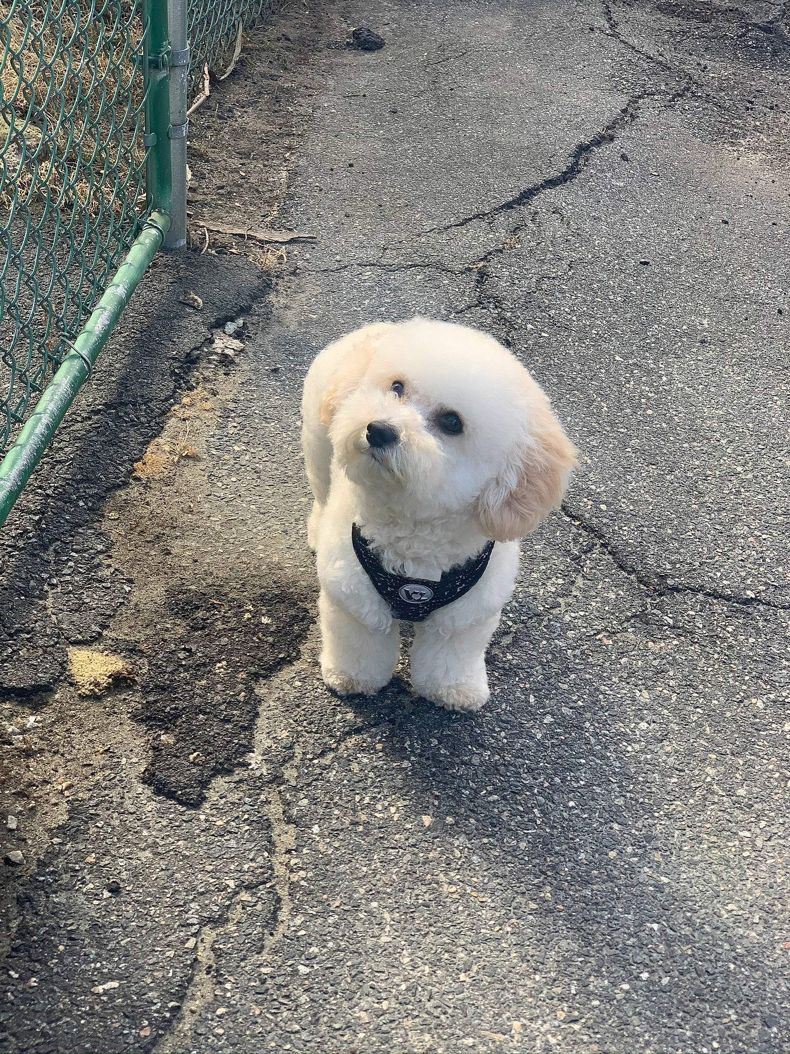 Jonah joined the competition — help win amazing prizes! bichon, canidae, carnivore, cavachon, cockapoo, companion_dog, dog, dog_breed, havanese, maltepoo, maltese, mammal, miniature_poodle, non_sporting_group, poodle_crossbreed, puppy, rare_breed_dog, sporting_group, toy_dog, toy_poodle