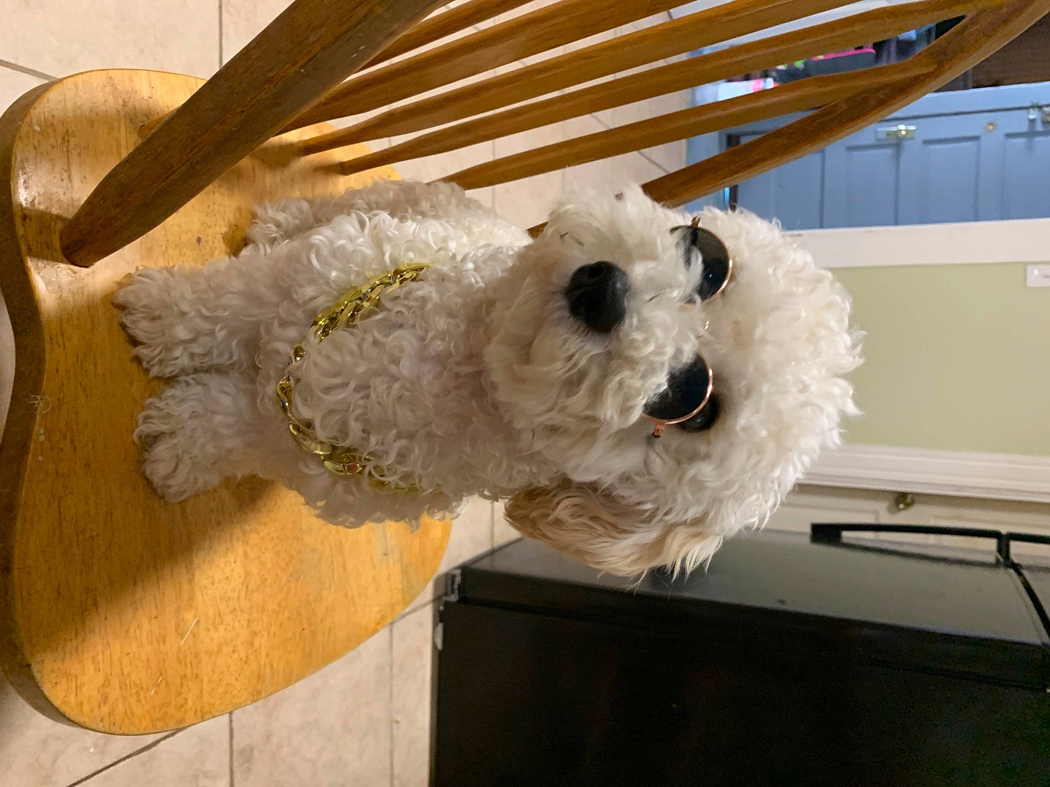 Jonah joined the competition — help win amazing prizes! bichon, bichon_frise, bolognese, canidae, carnivore, cockapoo, companion_dog, dog, dog_breed, goldendoodle, havanese, maltese, non_sporting_group, poodle_crossbreed, puppy, rare_breed_dog, snout, sporting_group, toy_dog, toy_poodle