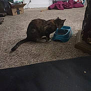 Sophie is registered to the contest to win money with this photo: cat, carpet, food_bowl, indoor, pet, animal, furniture, box, shoes, jacket, clutter, floor, water_bowl, tail, ear, side_view, domestic, feeding, home, cozy