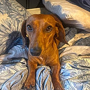 Dexter joined the competition — help win amazing prizes! dog, dachshund, pet, bed, blanket, pillow, indoor, animal, brown, cute, looking_up, fur, ears, cozy, resting, domestic, portrait, canine, sleepy, comfort