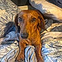 dog, dachshund, pet, bed, blanket, pillow, indoor, animal, brown, cute, looking_up, fur, ears, cozy, resting, domestic, portrait, canine, sleepy, comfort