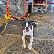 Lucky joined the competition — help win amazing prizes! boston_terrier, dog, pet, animal, indoor, rug, wooden_floor, fan, rocking_chair, blanket, household_items, porch, looking_at_camera, black_and_white, ears, nails, floor, furniture, domestic, curious