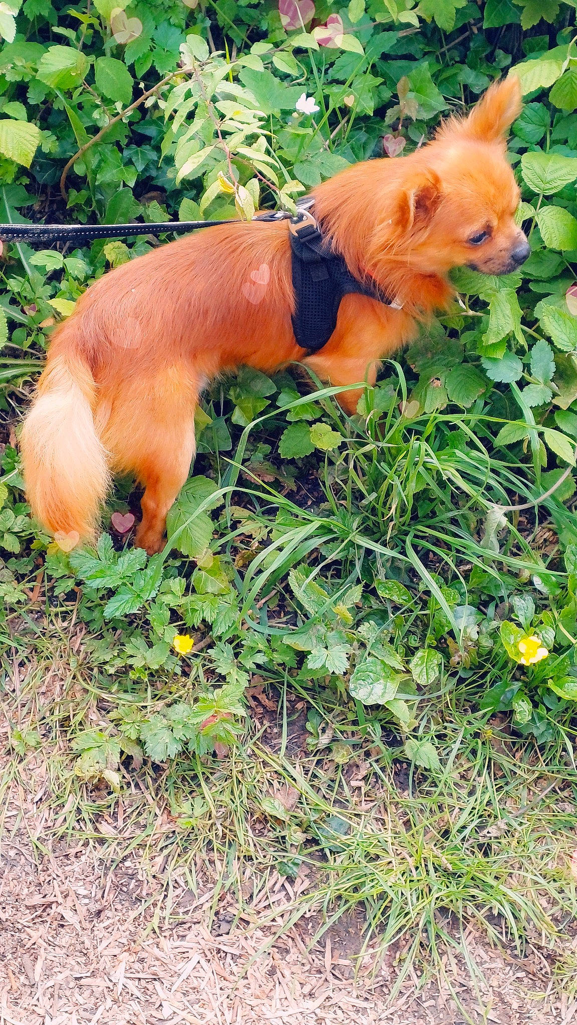 Toby participe au concours pour gagner de l'argent avec cette photo : canidae, carnivore, companion_dog, dog, dog_breed, dog_supply, fawn, grass, groundcover, liver, mammal, non_sporting_group, plant, snout, sporting_group, tail, terrestrial_animal, vertebrate, wildlife, working_animal