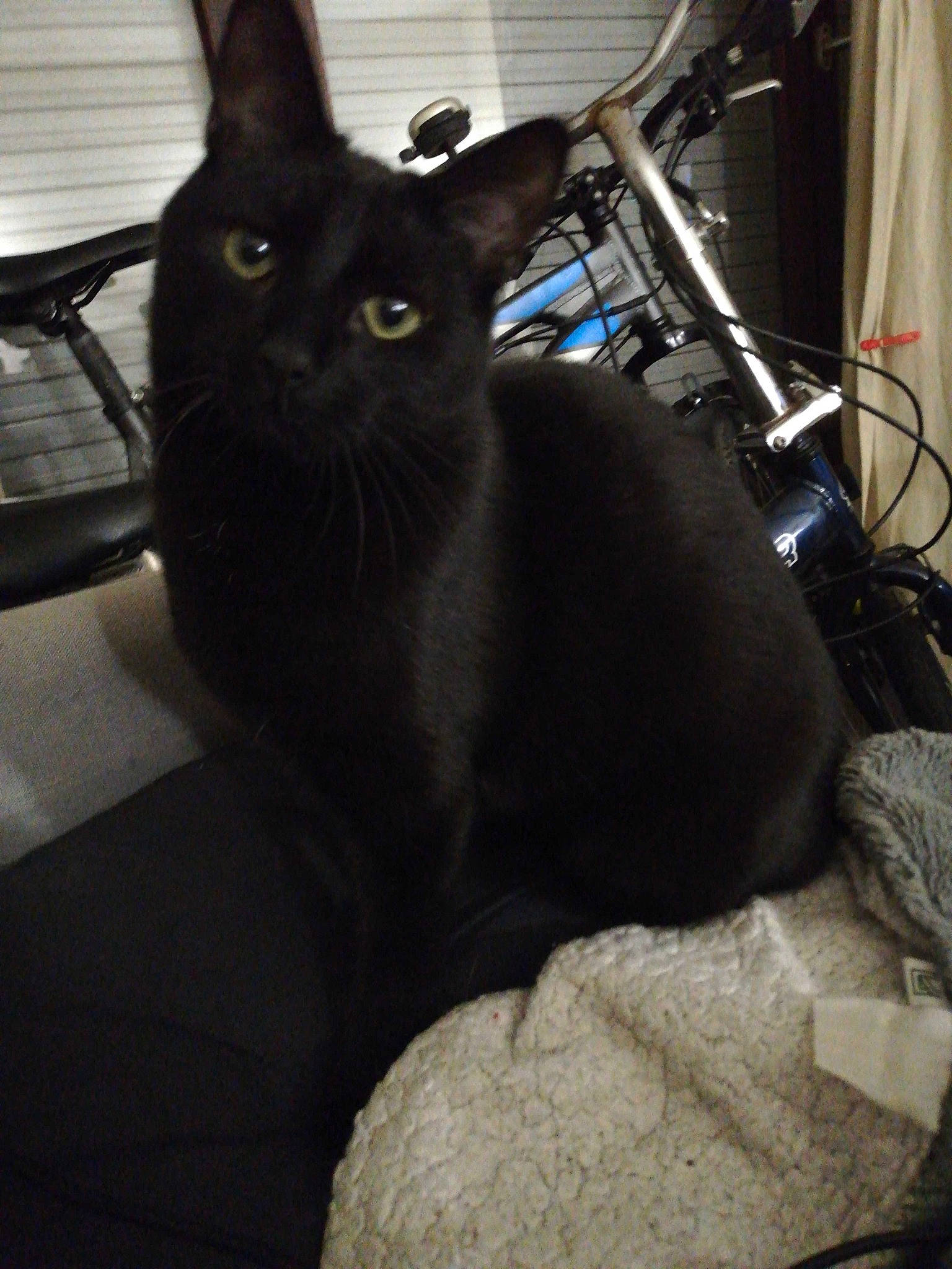 Loona a rejoint le concours — aidez-le/la à gagner de superbes lots ! automotive_tire, black_cat, bombay, carnivore, cat, claw, comfort, curtain, domestic_short_haired_cat, felidae, fur, havana_brown, luggage_and_bags, metal, rim, room, small_to_medium_sized_cats, snout, tail, whiskers