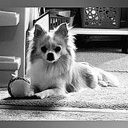 Sasha joined the competition — help win amazing prizes! dog, small_dog, indoor, carpet, toy, ball, furniture, basket, pet, animal, laying_down, fluffy, black_and_white, cute, domestic, companion, relaxed, household, floor, ears