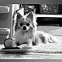 dog, small_dog, indoor, carpet, toy, ball, furniture, basket, pet, animal, laying_down, fluffy, black_and_white, cute, domestic, companion, relaxed, household, floor, ears