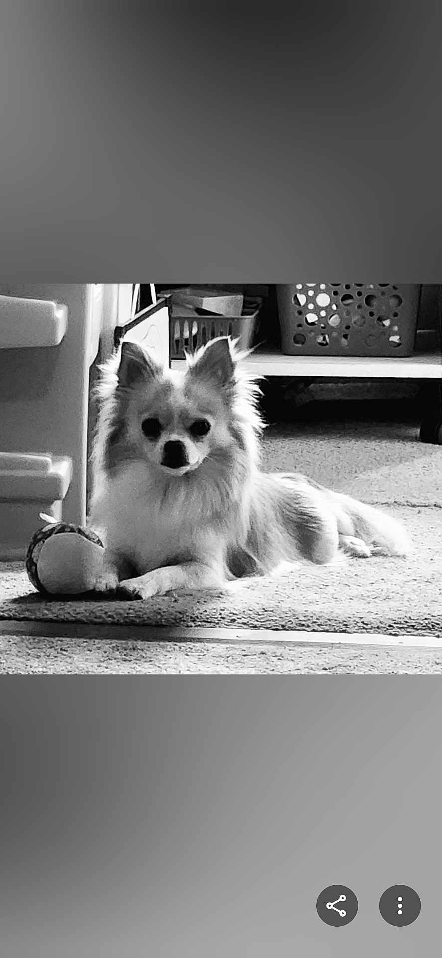 Sasha joined the competition — help win amazing prizes! dog, small_dog, indoor, carpet, toy, ball, furniture, basket, pet, animal, laying_down, fluffy, black_and_white, cute, domestic, companion, relaxed, household, floor, ears