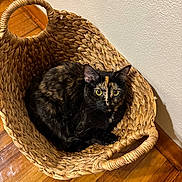 Lucifer is registered to the contest to win money with this photo: cat, tortoiseshell_cat, basket, woven_basket, wooden_floor, indoor, pet, animal, curious, feline, cozy, resting, looking_up, ears, whiskers, fur, domestic_cat, floor, home, quiet