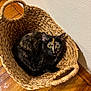 cat, tortoiseshell_cat, basket, woven_basket, wooden_floor, indoor, pet, animal, curious, feline, cozy, resting, looking_up, ears, whiskers, fur, domestic_cat, floor, home, quiet
