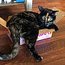 Lucifer is registered to the contest to win money with this photo: cat, tortoiseshell_cat, box, cardboard_box, floor, wooden_floor, pet, animal, indoor, curious, yellow_eyes, tail, feline, resting, cozy, domestic_animal, cute, small_space, relaxed, looking
