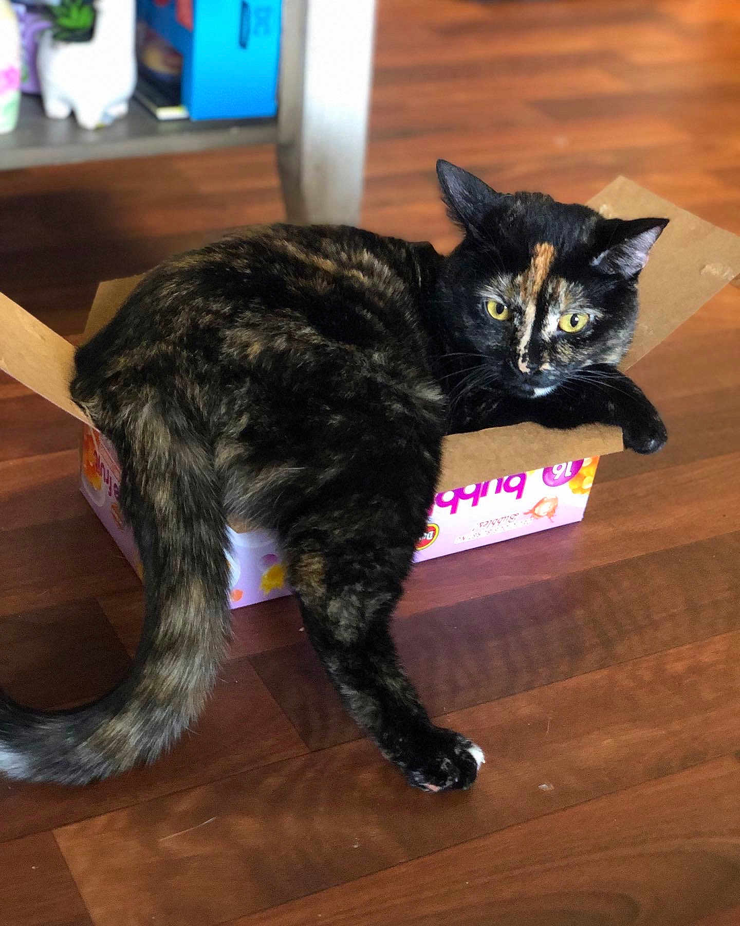 Lucifer is registered to the contest to win money with this photo: cat, tortoiseshell_cat, box, cardboard_box, floor, wooden_floor, pet, animal, indoor, curious, yellow_eyes, tail, feline, resting, cozy, domestic_animal, cute, small_space, relaxed, looking