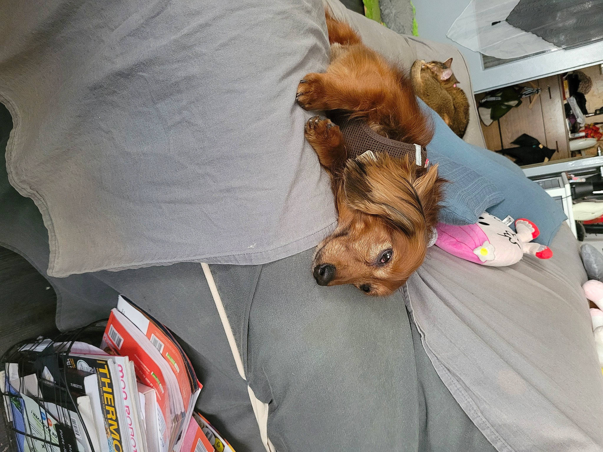 Jocker participe au concours pour gagner de l'argent avec cette photo : canidae, carnivore, collar, comfort, companion_dog, dog, dog_breed, dog_clothes, dog_supply, fawn, felidae, fur, leash, nap, small_terrier, snout, sporting_group, sunglasses, toy_dog, working_animal