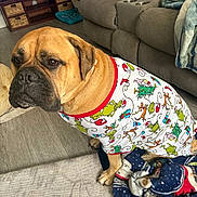 Emma Jean joined the competition — help win amazing prizes! dog, pet, living_room, sofa, blanket, television, floor, furniture, clothing, canine, indoor, brown_dog, costume, holiday_theme, grinch, curious, seated, domestic, relaxed, home