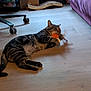 animal, biting, cardboard_box, cat, chair, couch, cozy, domestic_animal, feline, floor, home, indoor, paw, pet, playing, relaxed, striped, tabby_cat, toy, wooden_floor