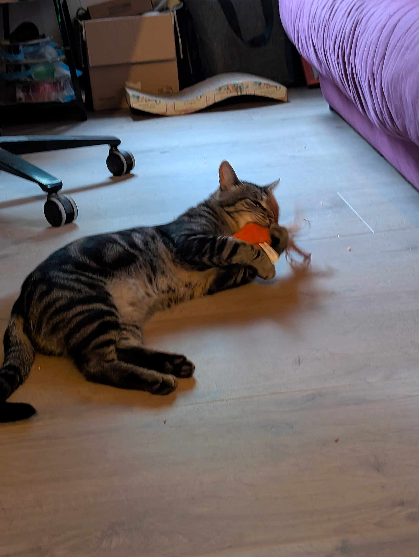 Freddy a rejoint le concours — aidez-le/la à gagner de superbes lots ! cat, tabby_cat, toy, floor, indoor, playing, pet, animal, couch, chair, cardboard_box, wooden_floor, paw, biting, relaxed, feline, striped, home, domestic_animal, cozy