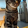 Freddy participe au concours pour gagner de l'argent avec cette photo : cat, tabby, whiskers, fur, indoor, couch, furniture, kitchen, appliance, refrigerator, pet, animal, sitting, close_up, domestic, curious, feline, mammal, household, cozy