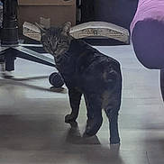 Freddy a rejoint le concours — aidez-le/la à gagner de superbes lots ! cat, tabby, floor, wooden_floor, office_chair, cardboard_boxes, purple_couch, indoor, pet, feline, curious, looking_back, shadow, home, living_room, furniture, domestic_animal, walking, animal, household