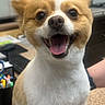 dog, small_dog, happy, smiling, pet, office, desk, tongue_out, fur, indoor, cute, animal, companion, brown_and_white, short_fur, tongue, face, ears, table, background_blur