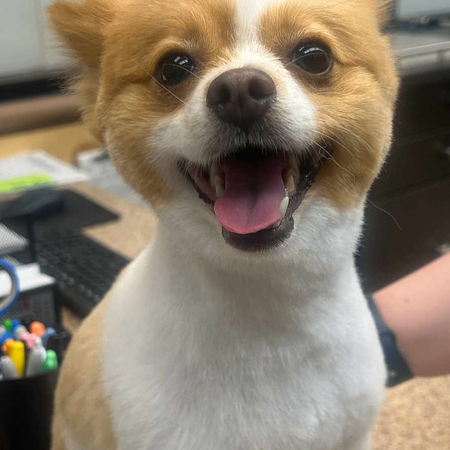 Bentley is registered to the contest to win money with this photo: dog, small_dog, happy, smiling, pet, office, desk, tongue_out, fur, indoor, cute, animal, companion, brown_and_white, short_fur, tongue, face, ears, table, background_blur