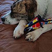 Zeus joined the competition — help win amazing prizes! dog, sleeping, toy, colorful_toy, brown_quilt, couch, resting, pet, animal, white_fur, brindle_fur, paw, collar, indoor, quiet, relaxed, cozy, furniture, nap, domestic_animal