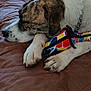 dog, sleeping, toy, colorful_toy, brown_quilt, couch, resting, pet, animal, white_fur, brindle_fur, paw, collar, indoor, quiet, relaxed, cozy, furniture, nap, domestic_animal