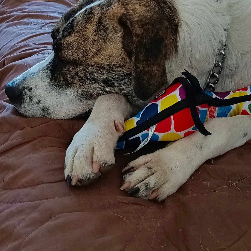 Zeus joined the competition — help win amazing prizes! animal, brindle_fur, brown_quilt, collar, colorful_toy, couch, cozy, dog, domestic_animal, furniture, indoor, nap, paw, pet, quiet, relaxed, resting, sleeping, toy, white_fur