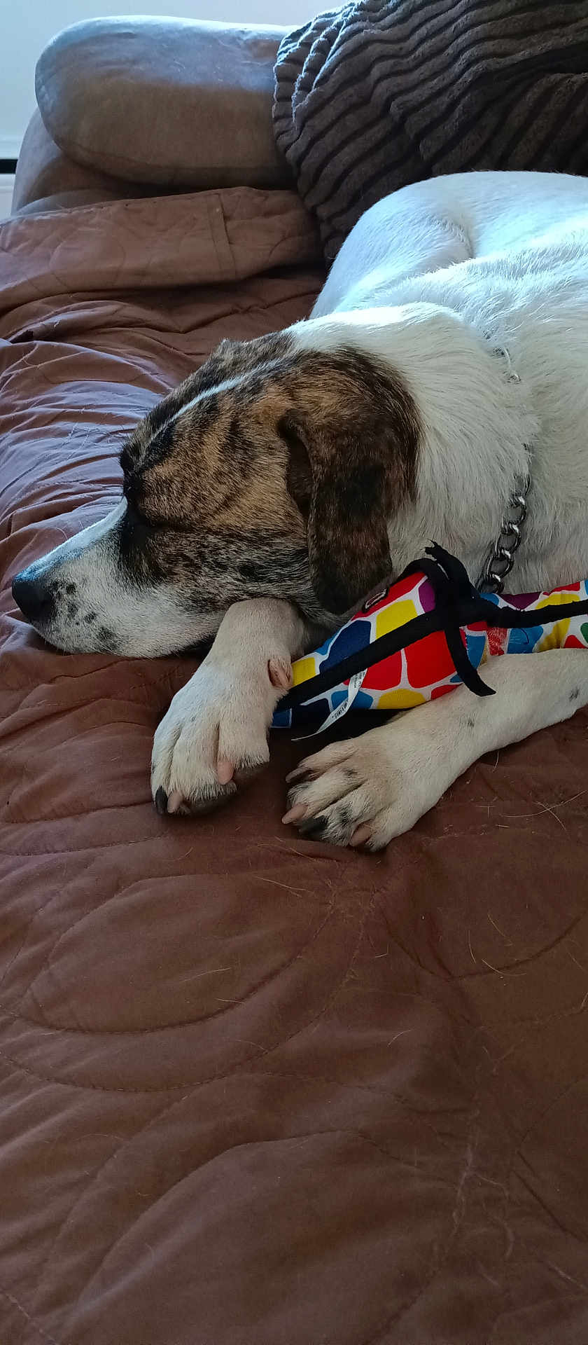 Zeus