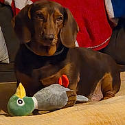 Randger participe au concours pour gagner de l'argent avec cette photo : dog, dachshund, toy, plush, blanket, couch, indoor, pet, brown_dog, stuffed_animal, relaxing, home, cozy, canine, animal, fur, ears, snout, resting, comfort