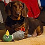 dog, dachshund, toy, plush, blanket, couch, indoor, pet, brown_dog, stuffed_animal, relaxing, home, cozy, canine, animal, fur, ears, snout, resting, comfort
