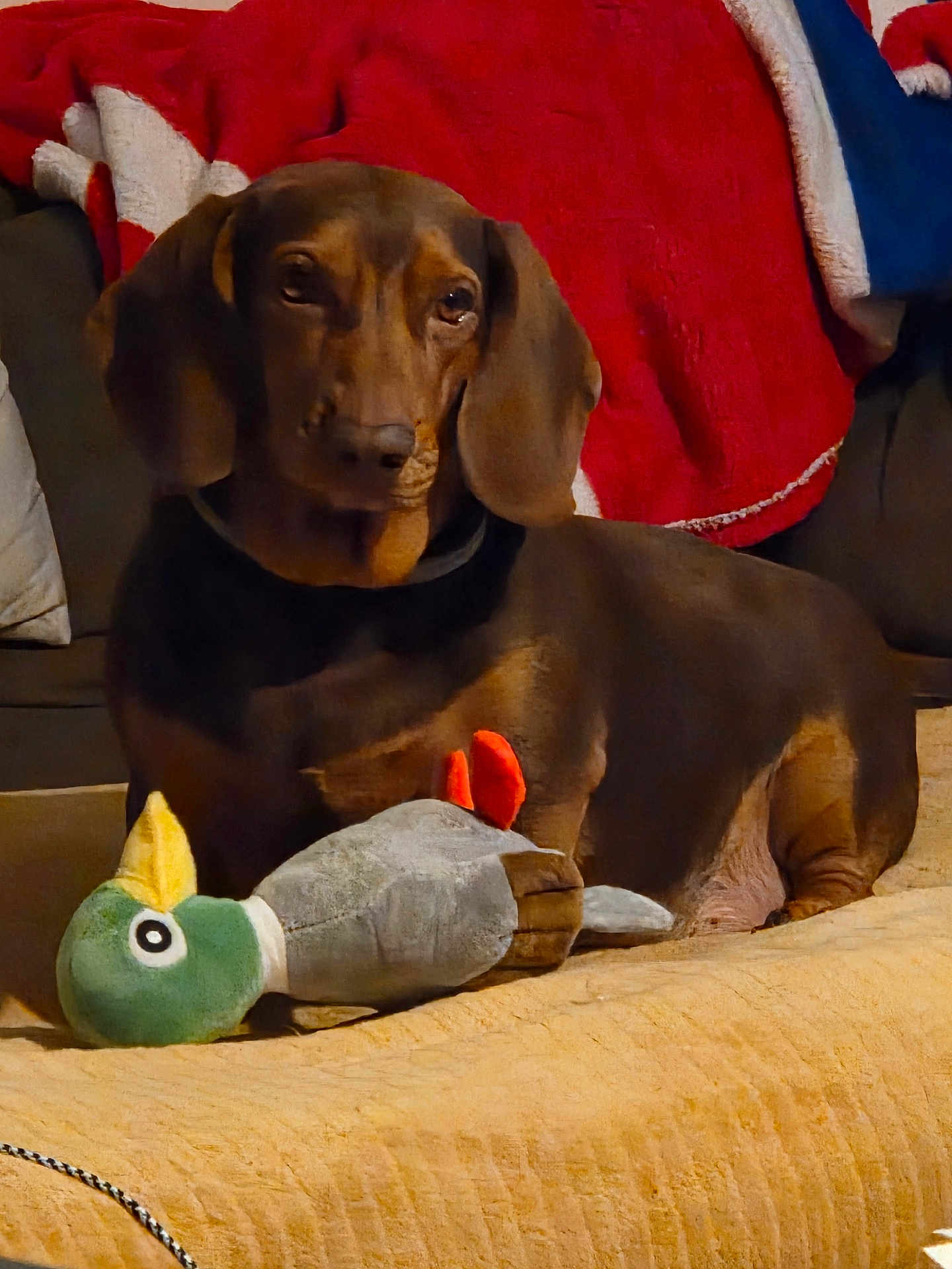 Randger participe au concours pour gagner de l'argent avec cette photo : dog, dachshund, toy, plush, blanket, couch, indoor, pet, brown_dog, stuffed_animal, relaxing, home, cozy, canine, animal, fur, ears, snout, resting, comfort