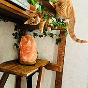 Casey joined the competition — help win amazing prizes! cat, kitten, orange_tabby, wooden_shelf, green_leaves, vine, himalayan_salt_lamp, wooden_stool, indoor, curious, playful, pet, animal, feline, cozy, decor, light, looking, young_cat, fur
