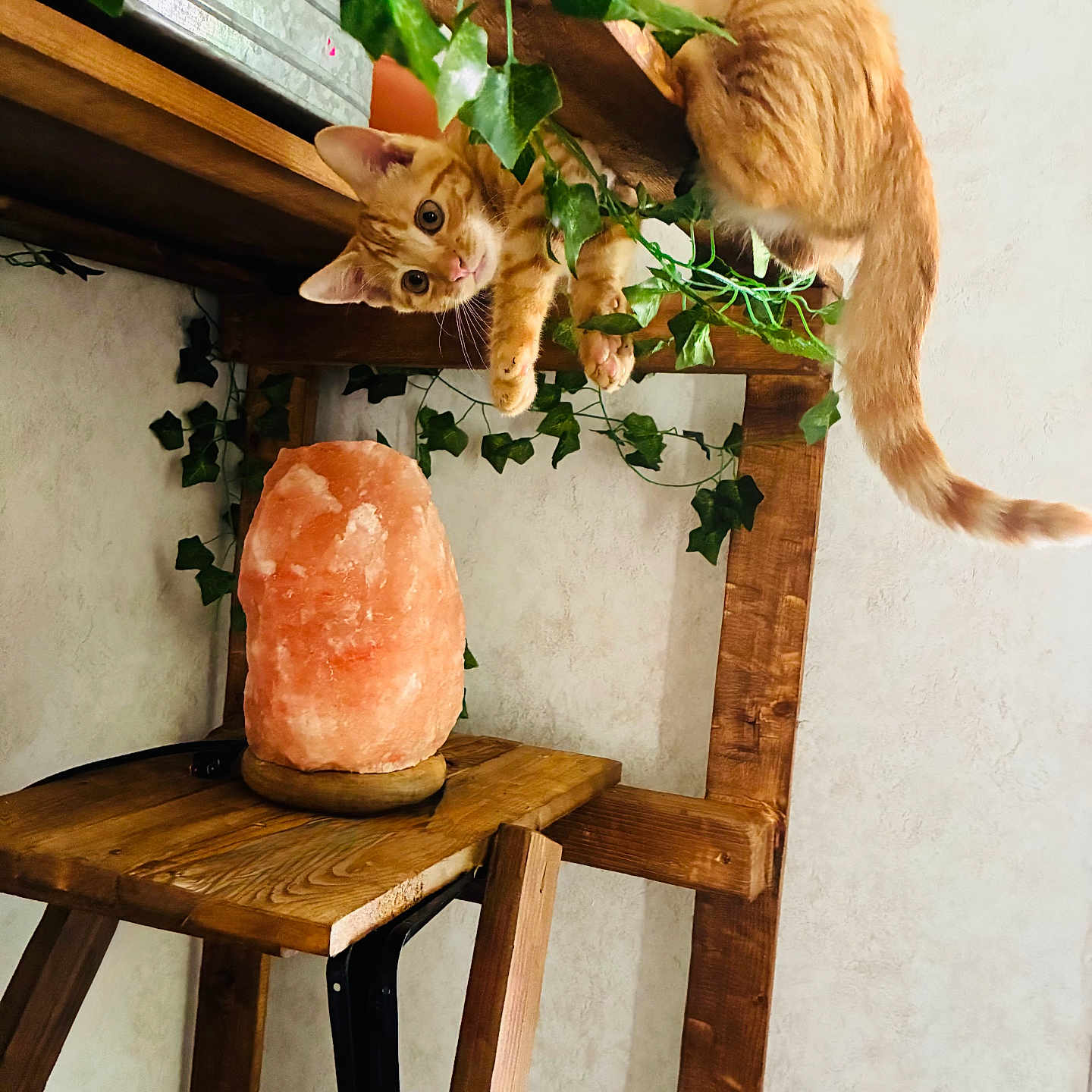 Casey joined the competition — help win amazing prizes! cat, kitten, orange_tabby, wooden_shelf, green_leaves, vine, himalayan_salt_lamp, wooden_stool, indoor, curious, playful, pet, animal, feline, cozy, decor, light, looking, young_cat, fur