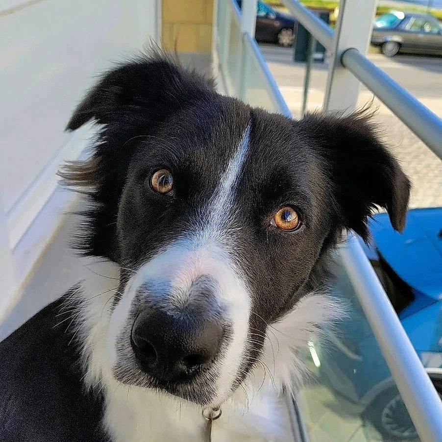 Dexter participe au concours pour gagner de l'argent avec cette photo : australian_collie, borador, border_collie, canidae, carnivore, collar, companion_dog, dog, dog_breed, fur, herding_dog, mcnab, snout, sporting_group, terrestrial_animal, whiskers, working_animal, working_dog