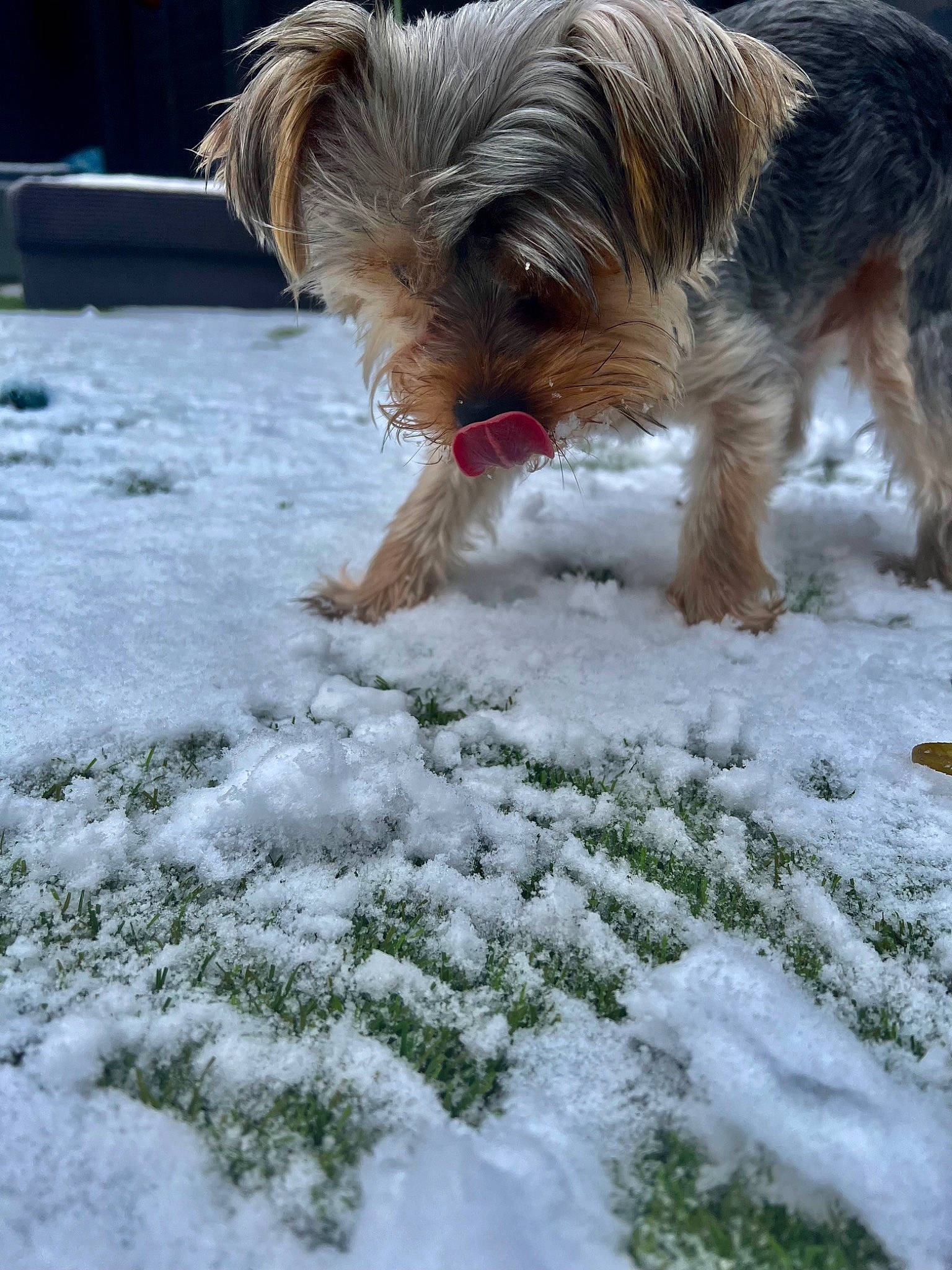 Odie is registered to the contest to win money with this photo: biewer_terrier, canidae, carnivore, companion_dog, dog, dog_breed, dog_supply, freezing, grass, puppy, small_terrier, snow, sporting_group, terrier, toy_dog, winter, working_dog