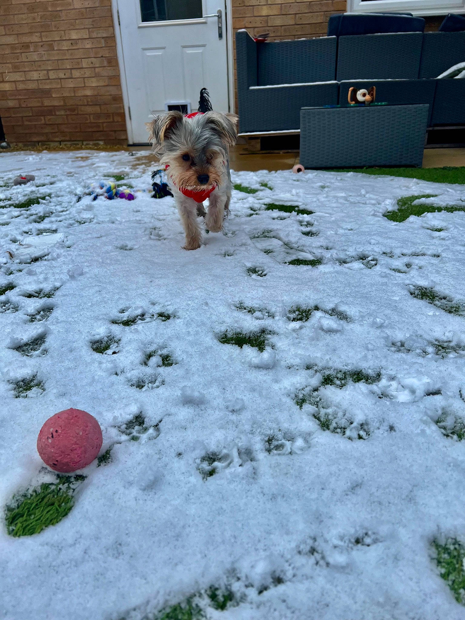 Odie joined the competition — help win amazing prizes! ball, carnivore, companion_dog, dog, dog_breed, event, fawn, flooring, freezing, grass, lawn, plant, precipitation, road_surface, sidewalk, snow, sporting_group, tail, vertebrate, winter