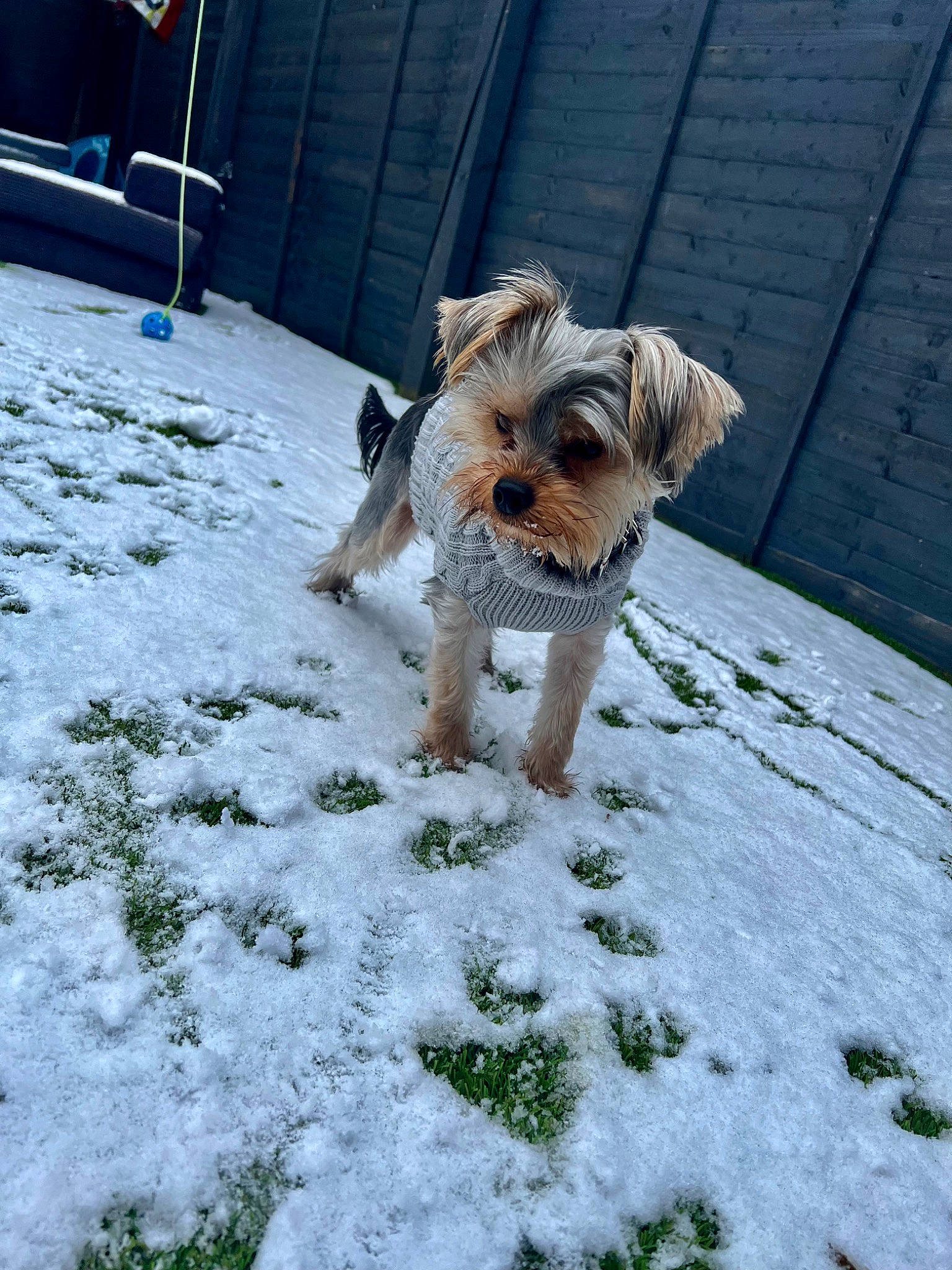 Odie is registered to the contest to win money with this photo: canidae, carnivore, companion_dog, dog, dog_breed, dog_clothes, dog_supply, fawn, freezing, fur, precipitation, small_terrier, snout, snow, sporting_group, tail, terrier, toy_dog, winter, working_terrier