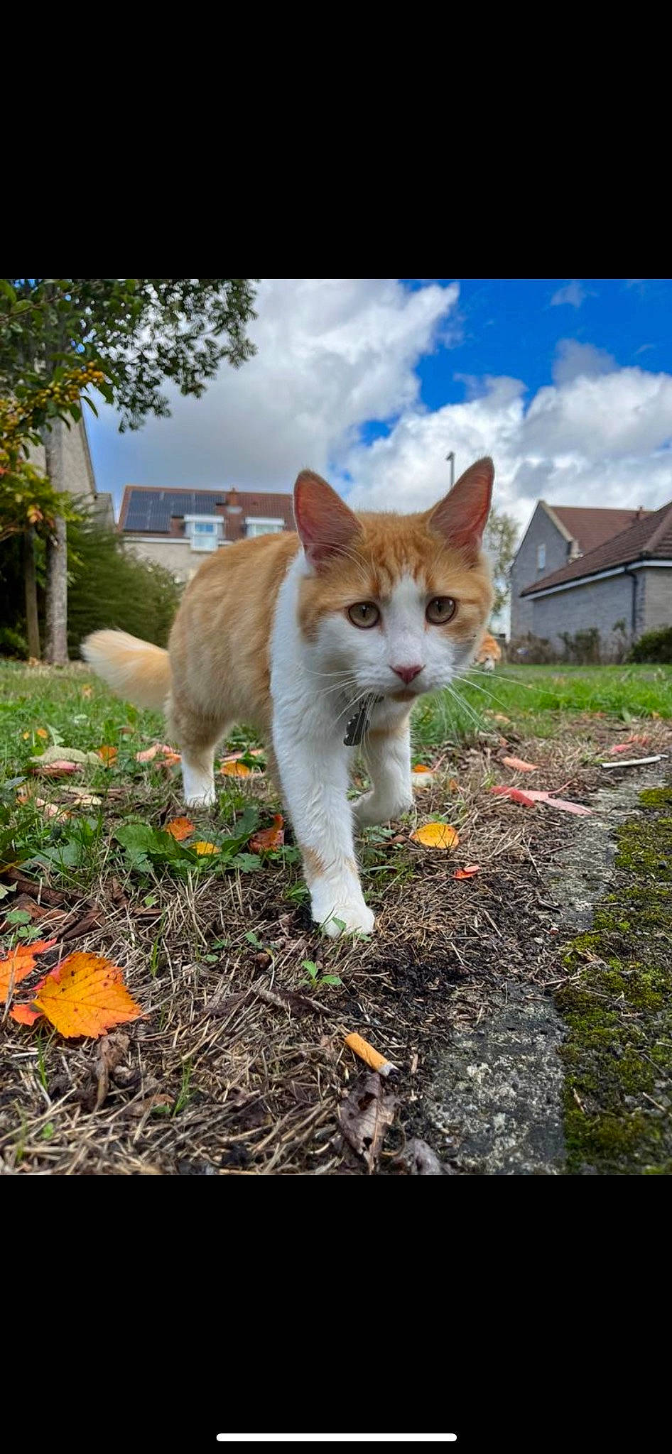 Alan joined the competition — help win amazing prizes! carnivore, cat, cloud, domestic_short_haired_cat, fawn, felidae, fur, grass, landscape, plant, sky, small_to_medium_sized_cats, snout, soil, tail, tree, whiskers, wildlife, window, wood