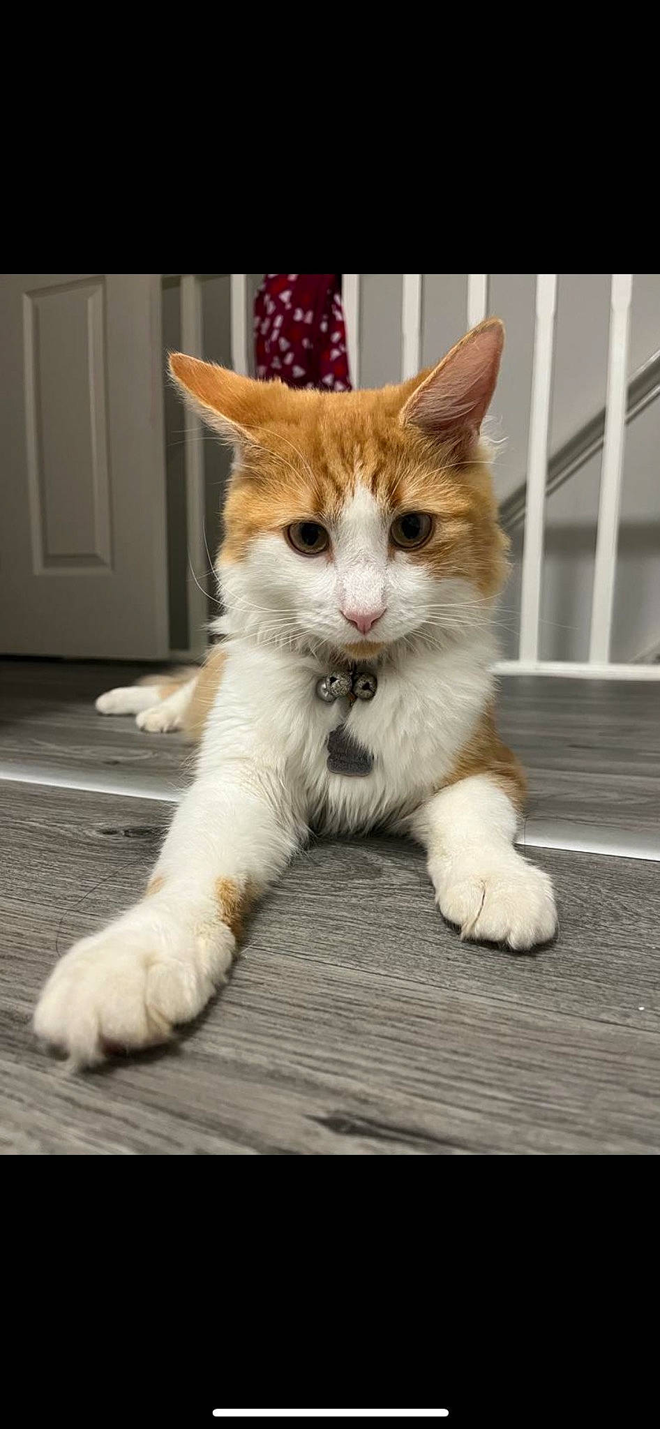 Alan is registered to the contest to win money with this photo: art, carnivore, cat, claw, domestic_short_haired_cat, door, fawn, felidae, foot, fur, home_door, paw, photo_caption, sitting, small_to_medium_sized_cats, snout, tail, terrestrial_animal, whiskers, wood