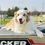Fancy is registered to the contest to win money with this photo: dog, animal, outdoor, pet, happy, lying_down, boat, fur, blue_eyes, nature, daylight, relaxing, canine, smiling, rural, grass, sky, closeup, portrait, friendly