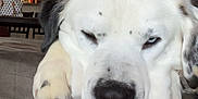 Hiccup is registered to the contest to win money with this photo: dog, sleepy, blue_eyes, white_fur, black_spots, couch, indoor, living_room, resting, close_up, paw, nose, ears, furniture, home, relaxed, pet, animal, cozy, canine
