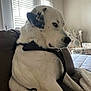 Hiccup joined the competition — help win amazing prizes! dog, white_dog, black_spots, couch, living_room, window_blinds, armchair, hand, pet, indoor, relaxed, seated, furniture, daylight, cozy, calm, animal, canine, companion, domestic