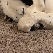 Hiccup joined the competition — help win amazing prizes! dog, sleeping, paw, fur, white, black_spots, carpet, indoor, closeup, resting, pet, cute, animal, napping, cozy, relaxed, domestic, canine, quiet, home