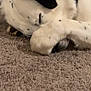 dog, sleeping, paw, fur, white, black_spots, carpet, indoor, closeup, resting, pet, cute, animal, napping, cozy, relaxed, domestic, canine, quiet, home